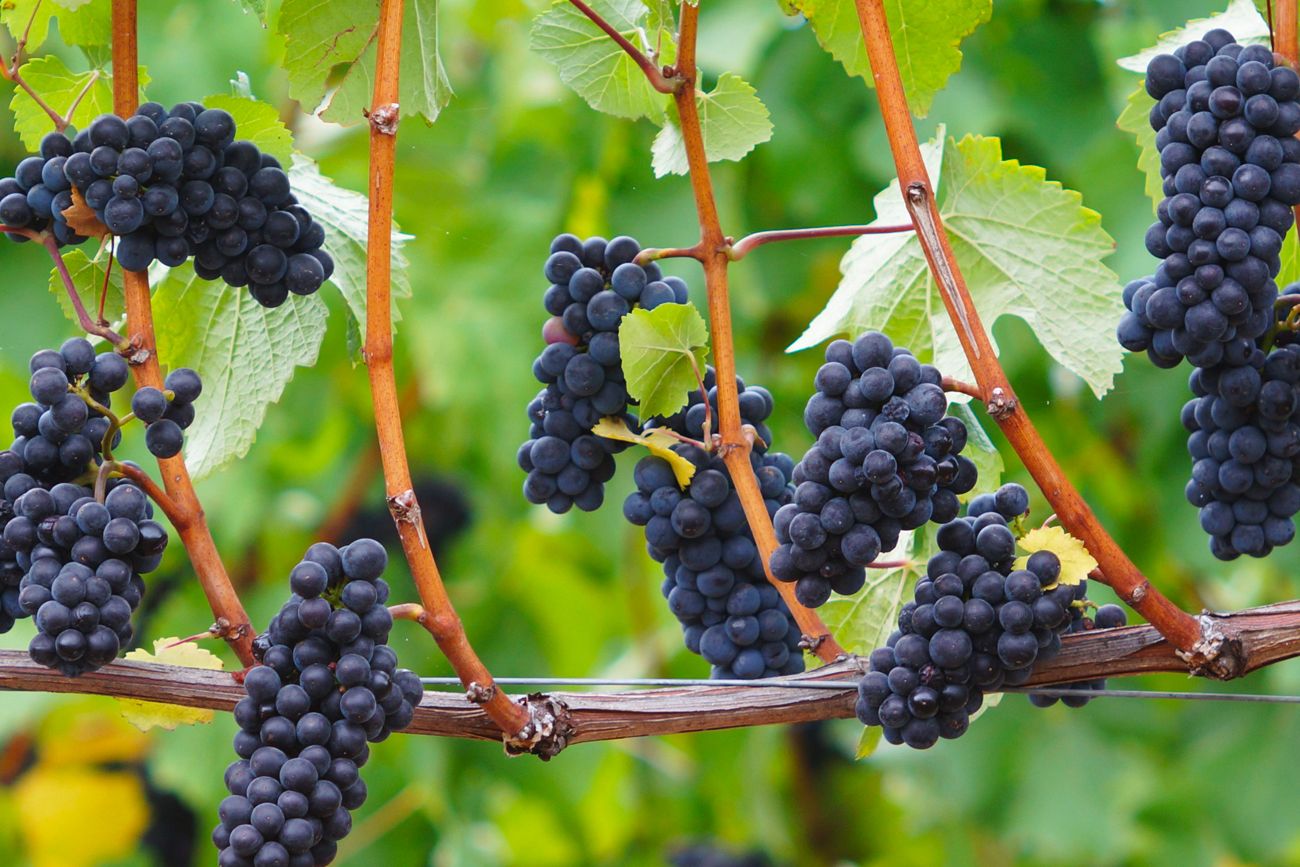 Central Otago Wine Region