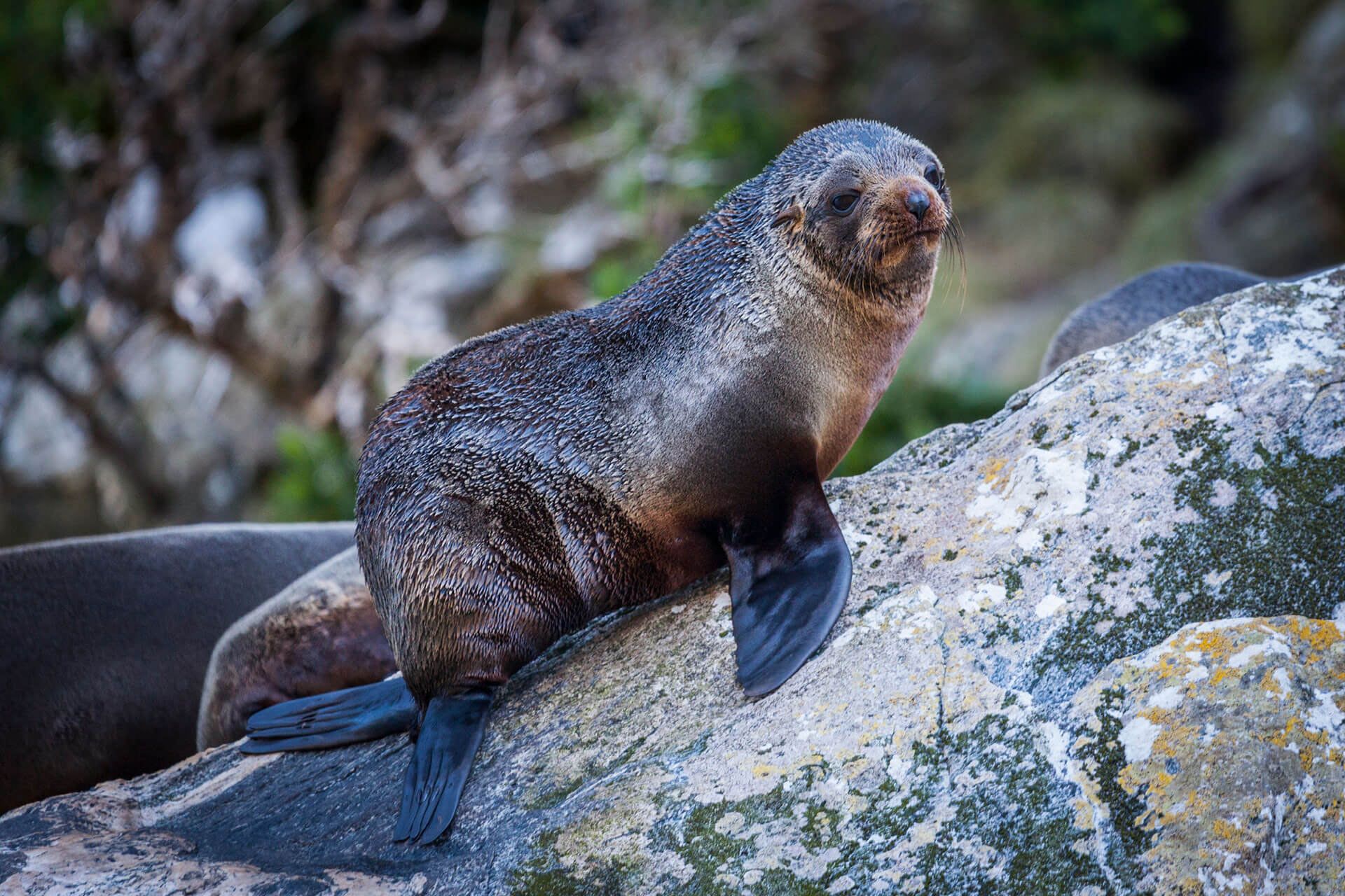 seals, milford sound