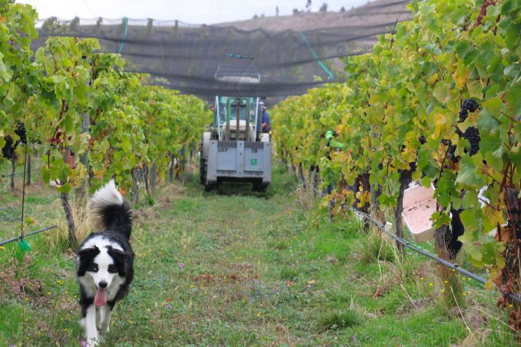 domaine-thomson-surveyor-thomson-block